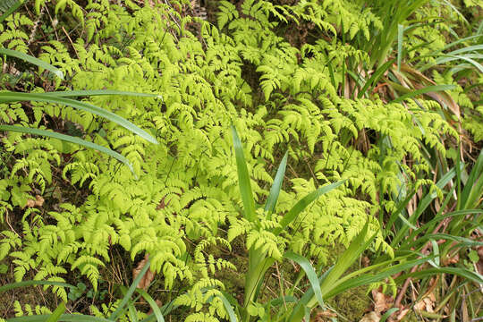 Слика од Gymnocarpium dryopteris (L.) Newm.