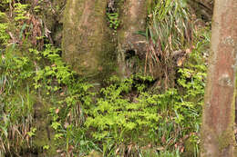 Слика од Gymnocarpium dryopteris (L.) Newm.