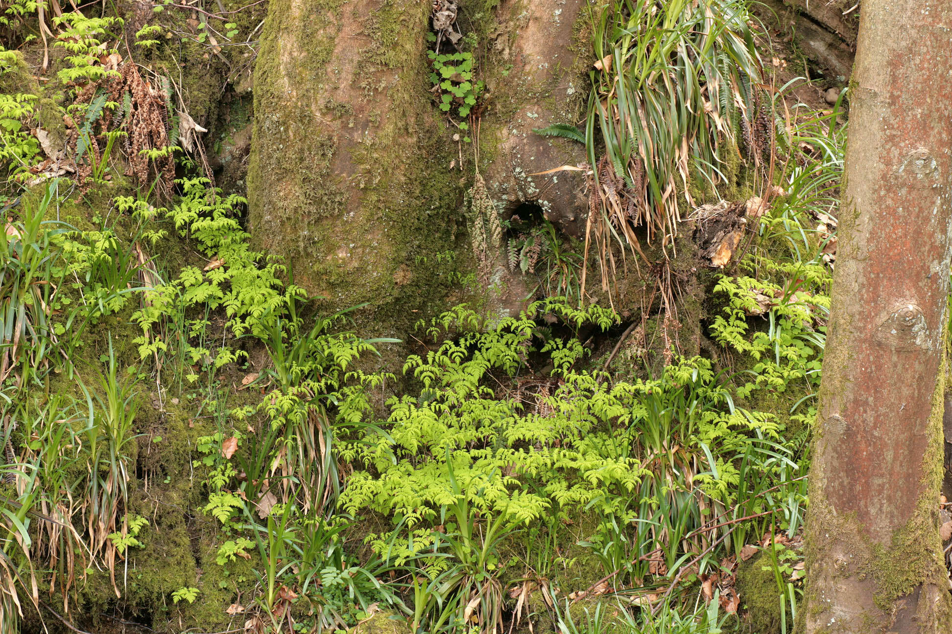 Слика од Gymnocarpium dryopteris (L.) Newm.