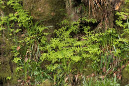 Image of Common Fern