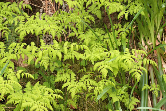 Image of Common Fern