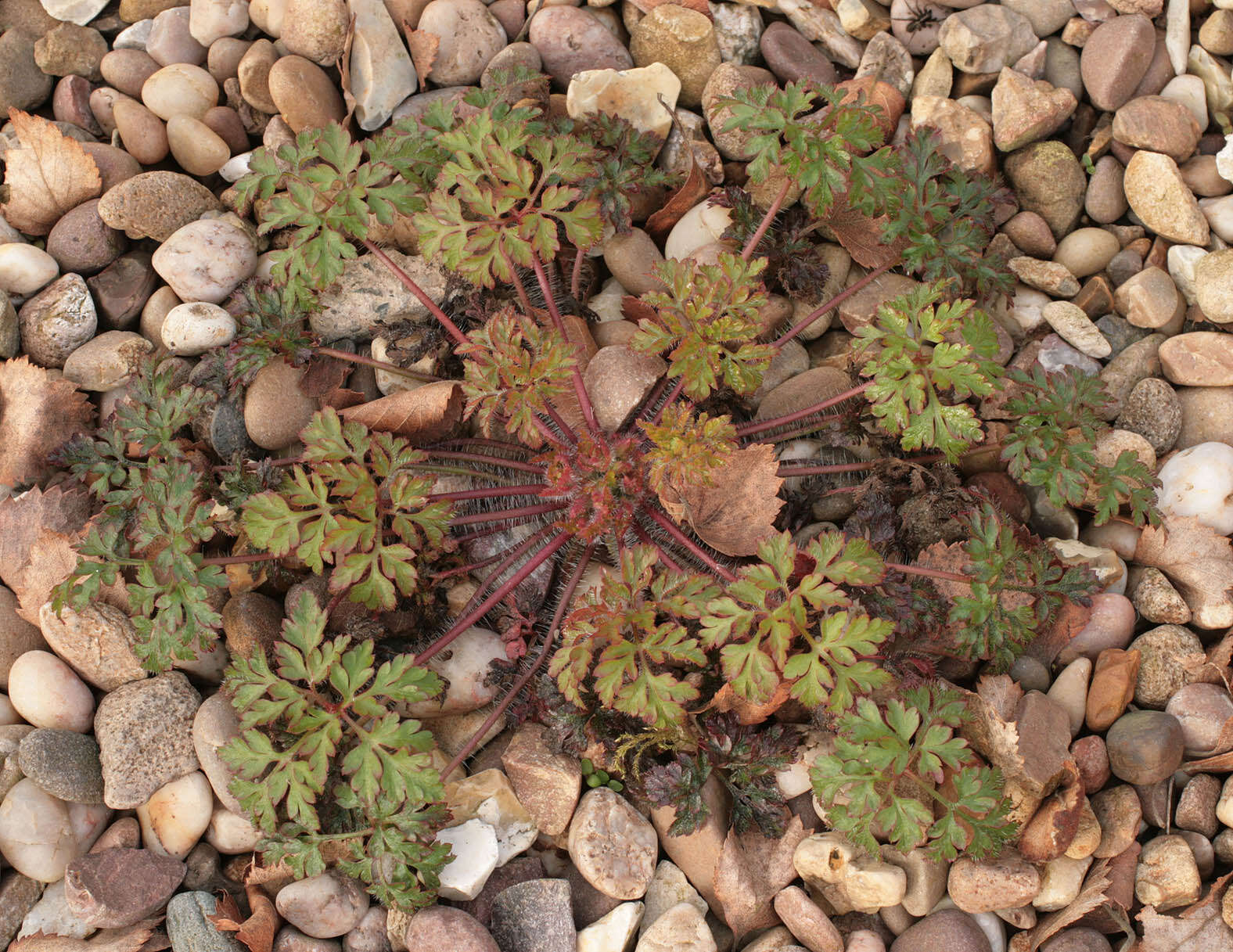 Image of <i>Geranium <i>robertianum</i></i> subsp. robertianum