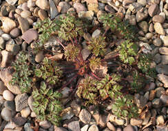 Image of <i>Geranium <i>robertianum</i></i> subsp. robertianum