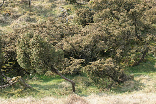 Imagem de Juniperus communis var. communis