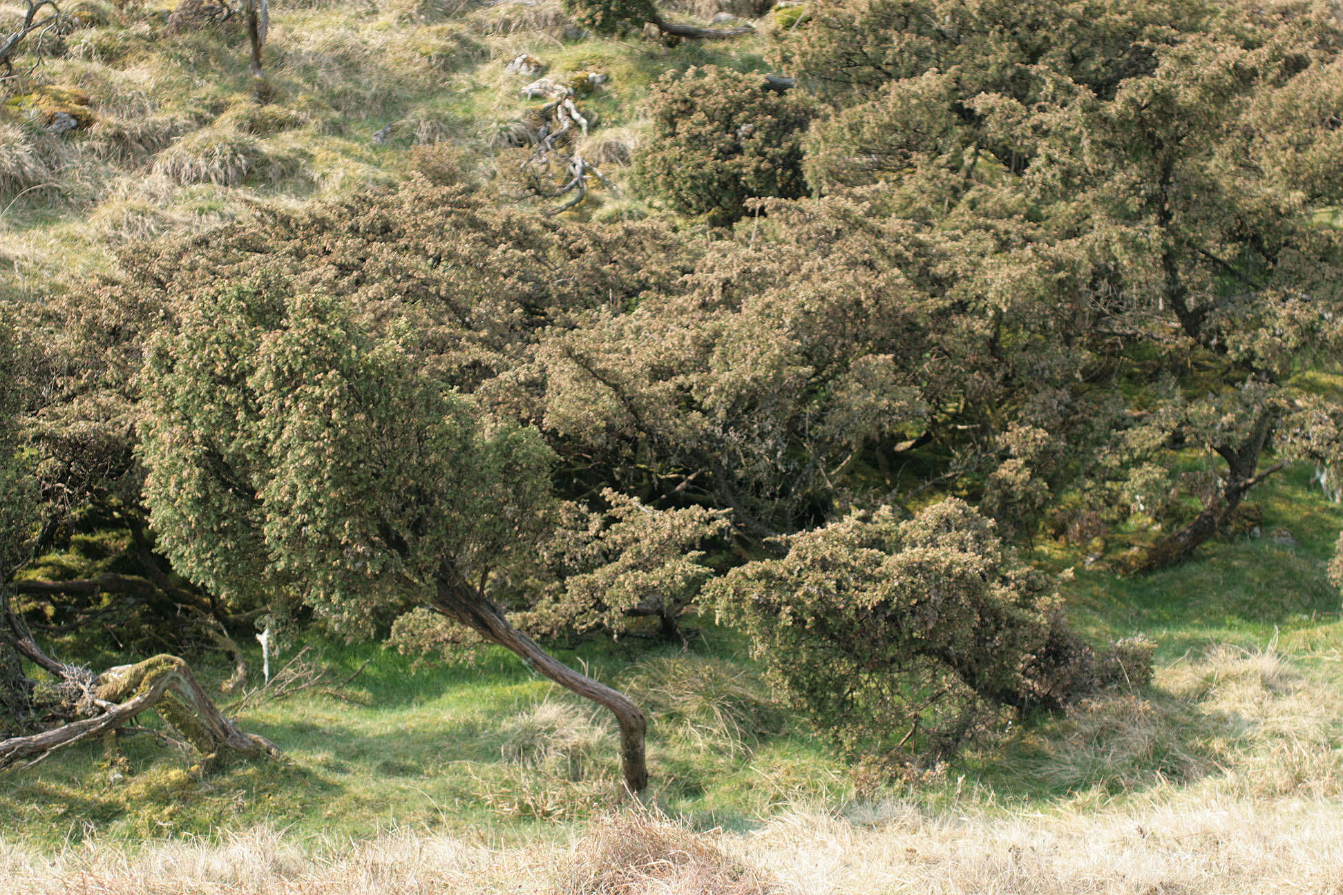 Imagem de Juniperus communis var. communis