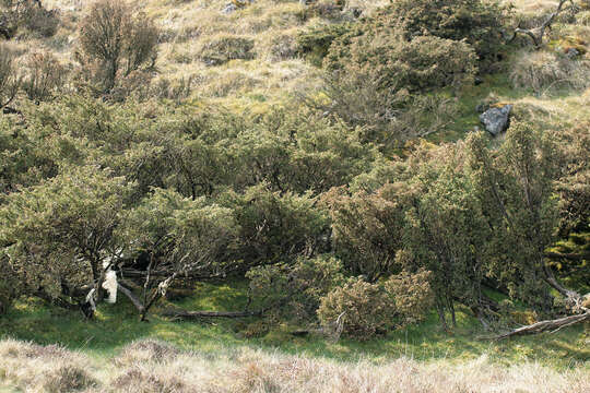 Imagem de Juniperus communis var. communis