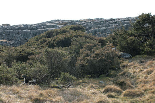 Imagem de Juniperus communis var. communis