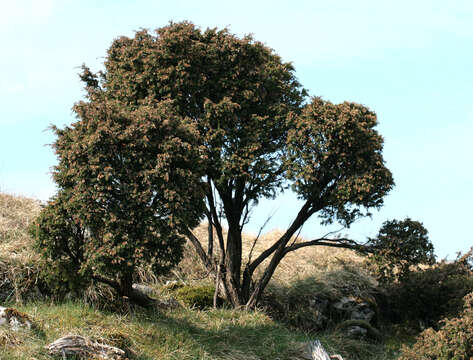 Imagem de Juniperus communis var. communis