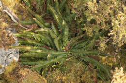 Слика од Polystichum lonchitis (L.) Roth