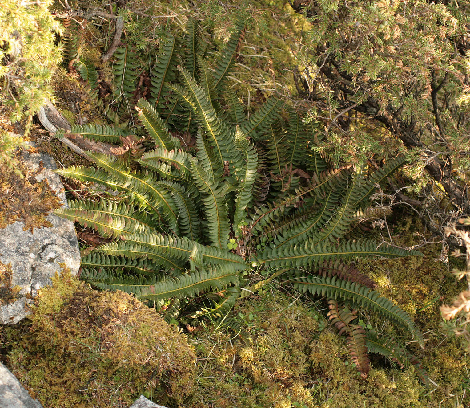 Слика од Polystichum lonchitis (L.) Roth