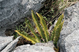 Слика од Polystichum lonchitis (L.) Roth