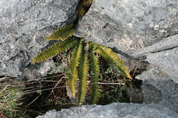Слика од Polystichum lonchitis (L.) Roth