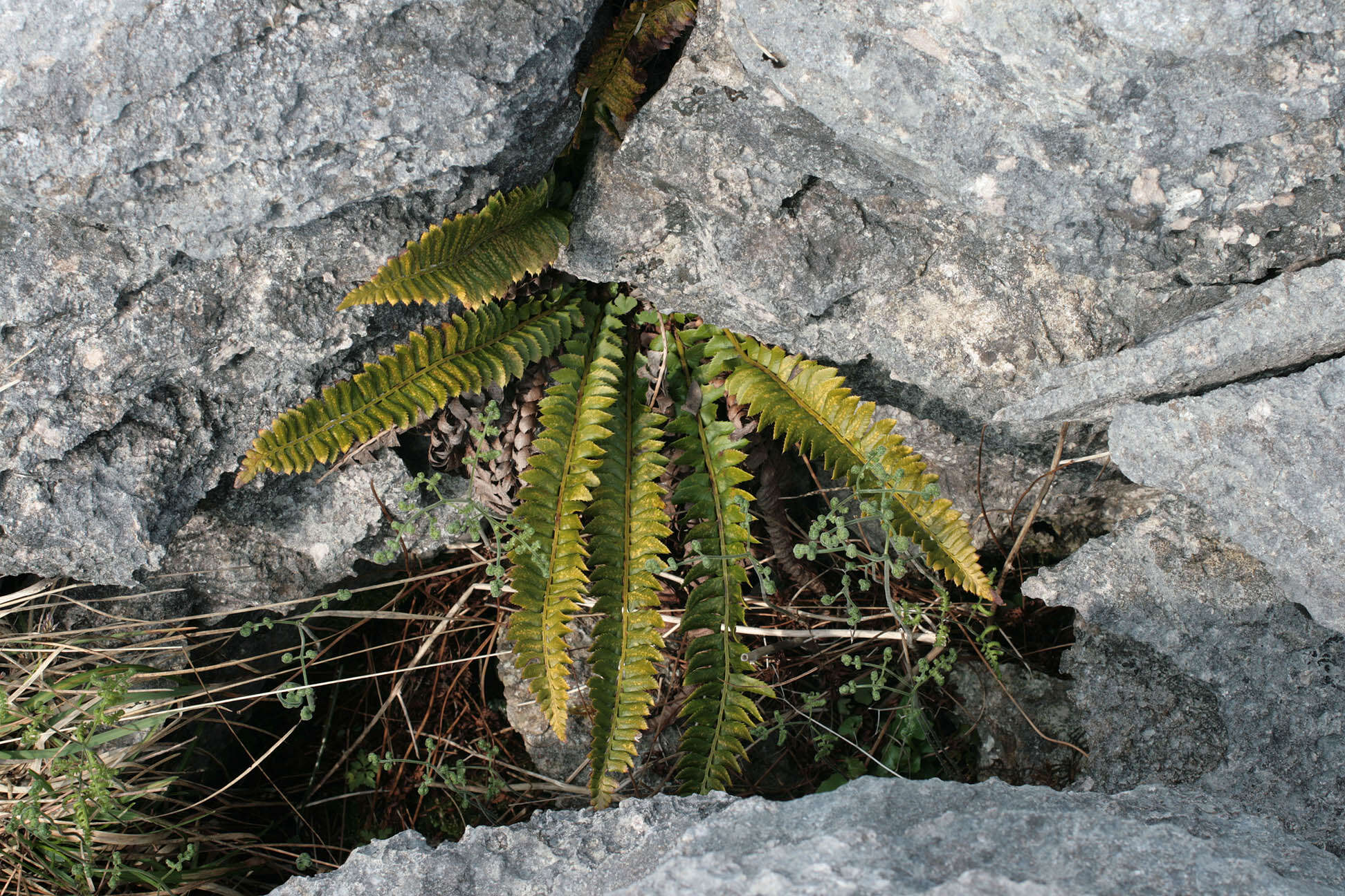 Слика од Polystichum lonchitis (L.) Roth