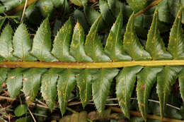 Слика од Polystichum lonchitis (L.) Roth
