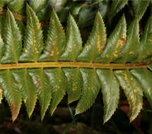 Слика од Polystichum lonchitis (L.) Roth