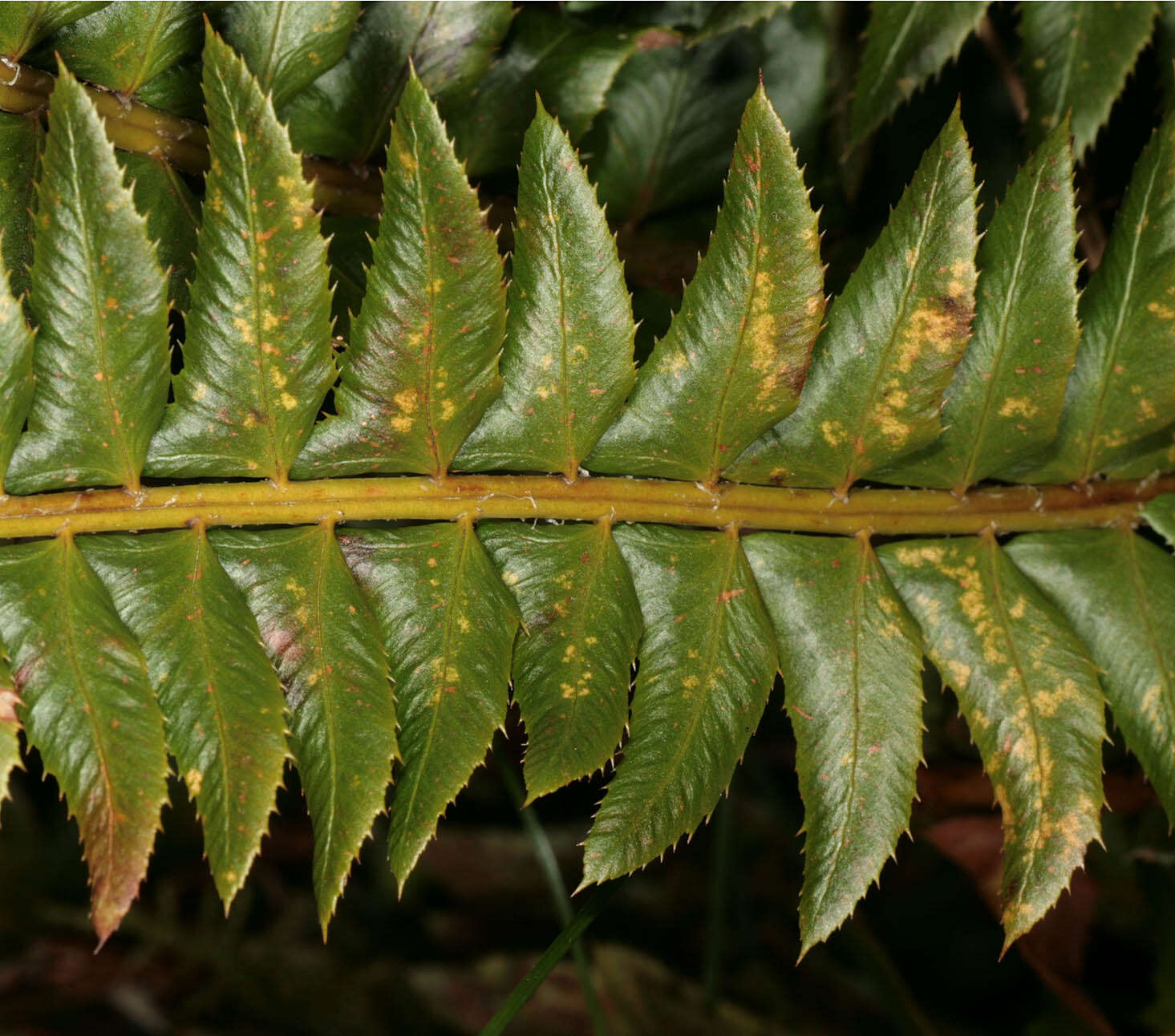 Слика од Polystichum lonchitis (L.) Roth