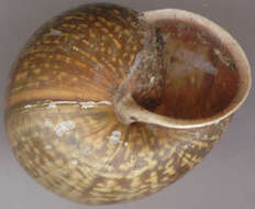 Image of Copse Snail