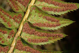 Image of holly fern