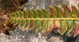 Image of holly fern