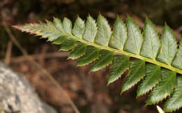 Image of holly fern