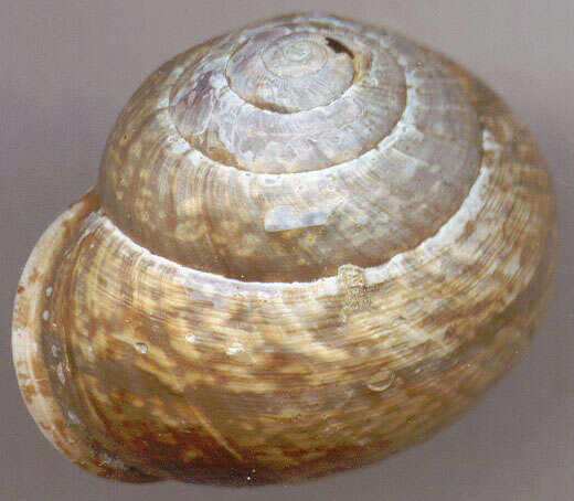 Image of Copse Snail