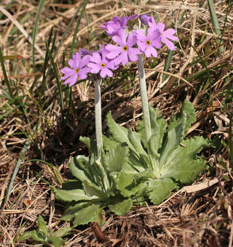 Image of Bird's-eye Primrose