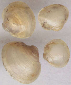 Image of capped orb mussel