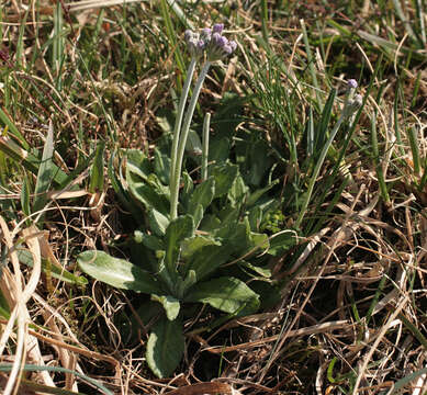 Image of Bird's-eye Primrose