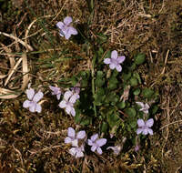 Image of common dog-violet