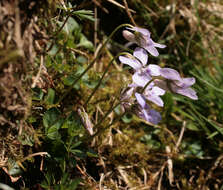 Image of common dog-violet