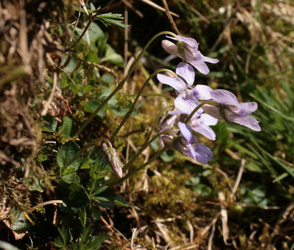 Image of common dog-violet