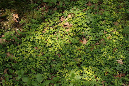 Plancia ëd Chrysosplenium oppositifolium L.