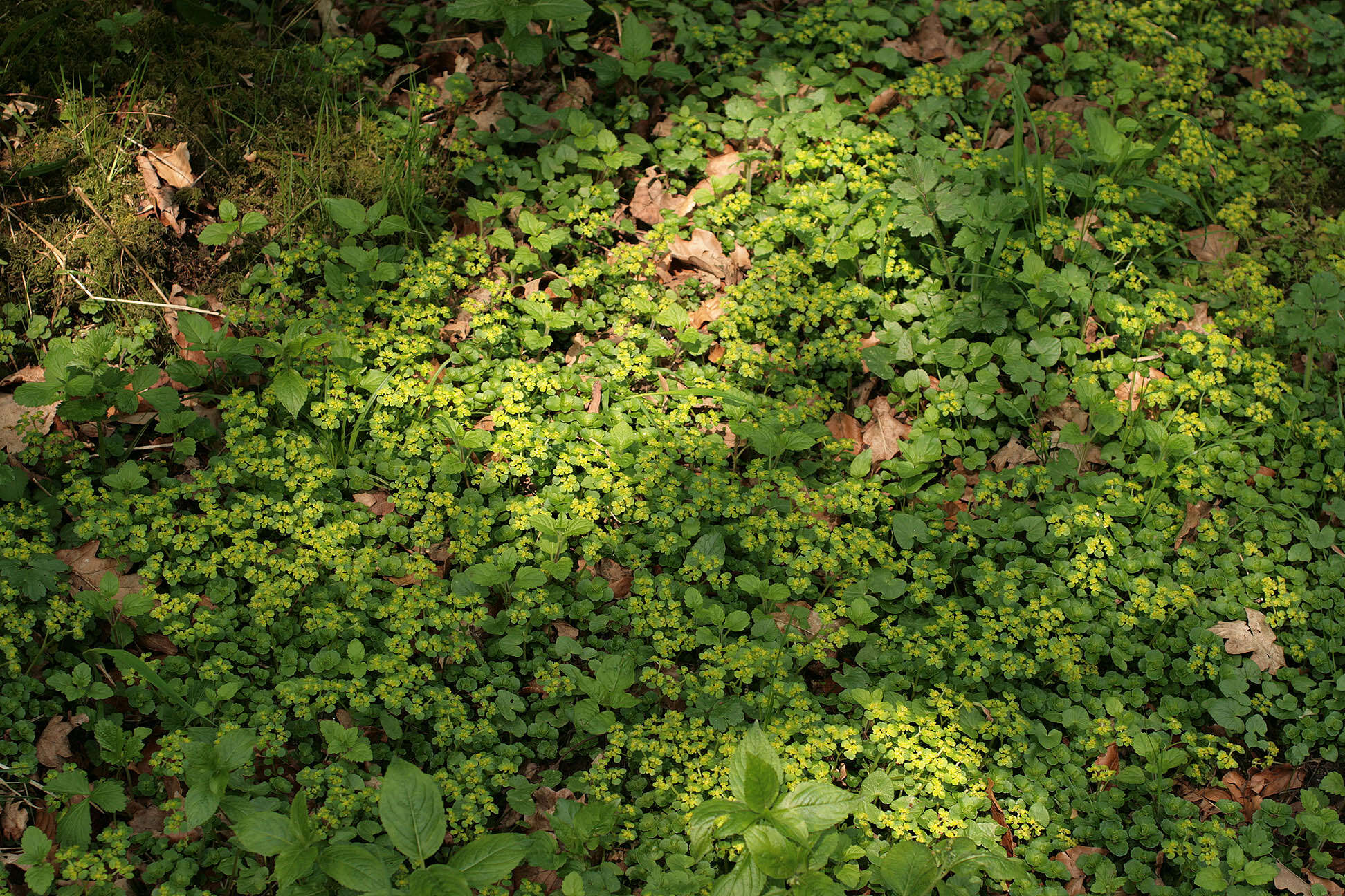 Слика од Chrysosplenium oppositifolium L.