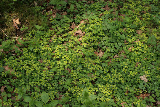 Plancia ëd Chrysosplenium oppositifolium L.