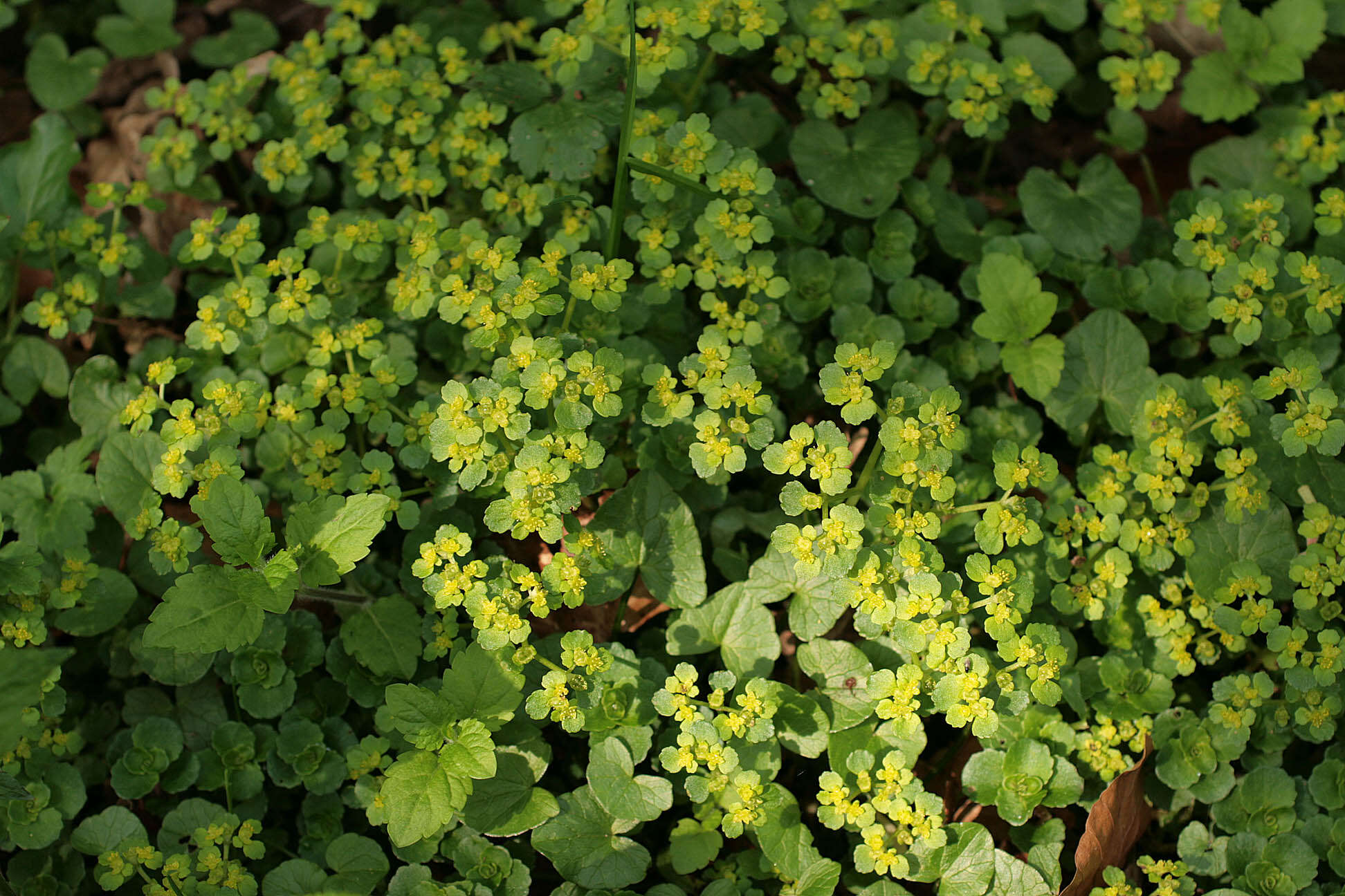 Слика од Chrysosplenium oppositifolium L.