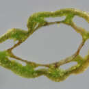 Image of Water Horsetail
