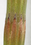 Image of Water Horsetail