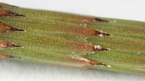 Image of Water Horsetail