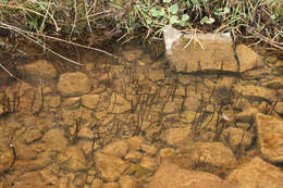 Image of Water Horsetail