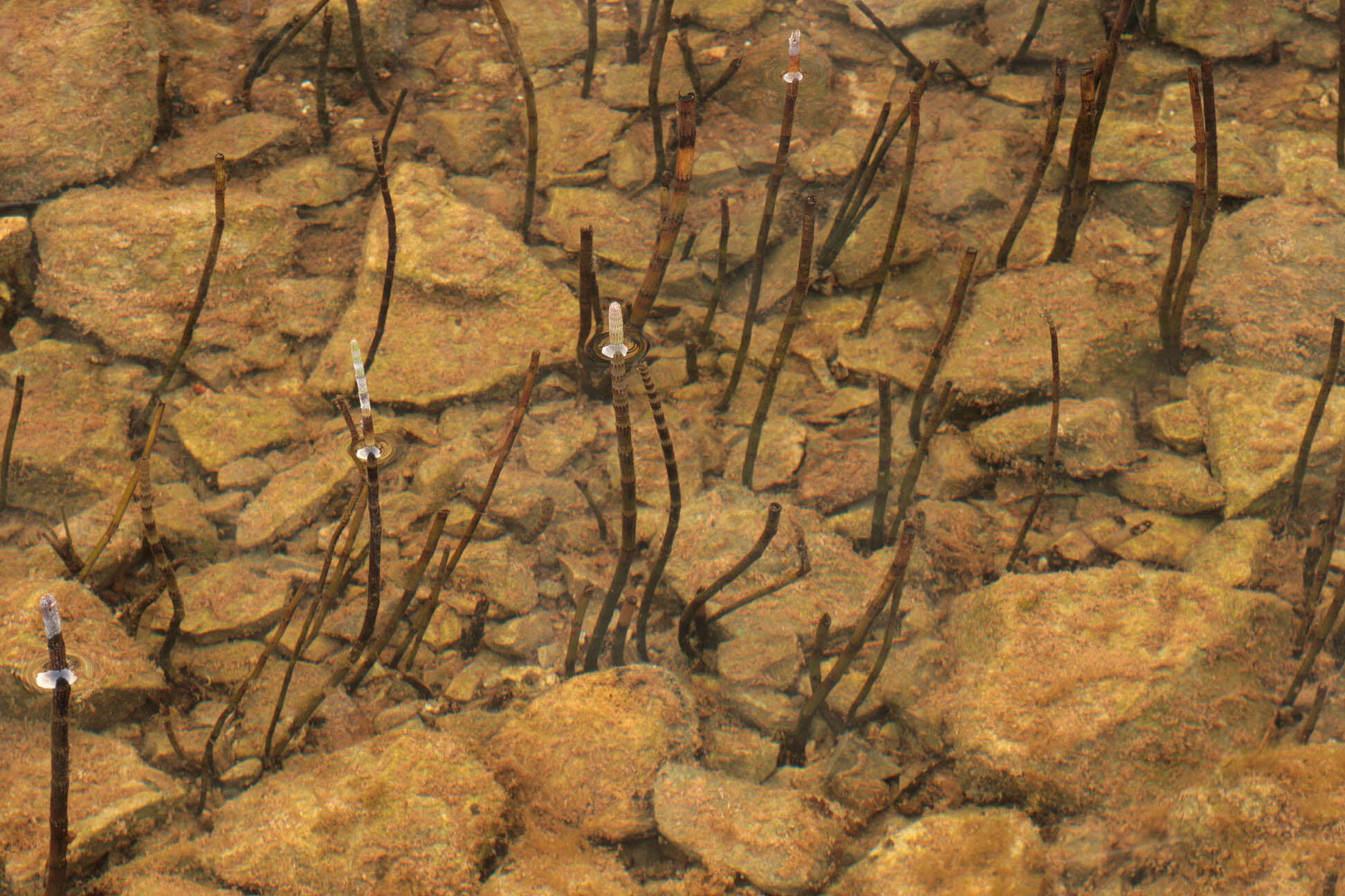 Image of Water Horsetail