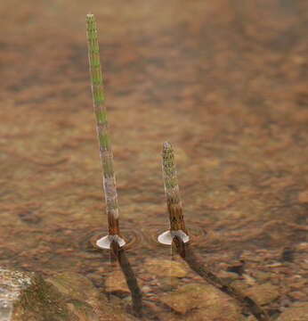 Image of Water Horsetail