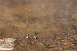 Image of Water Horsetail