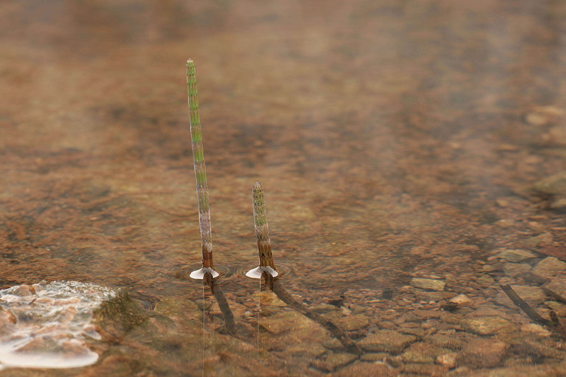 Image of Water Horsetail