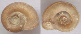 Image of Ram's Horn Snail