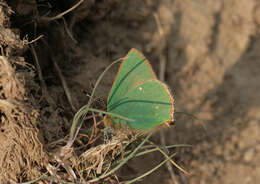 Plancia ëd Callophrys rubi (Linnaeus 1758)