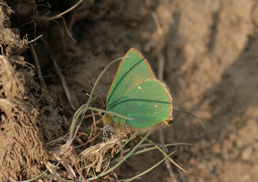 Image of Green Hairstreak