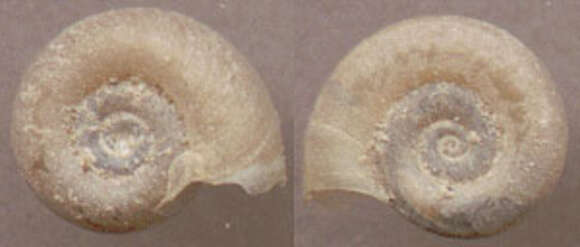 Image of Smooth Ram’s Horn Snail