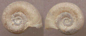 Image of Smooth Ram’s Horn Snail