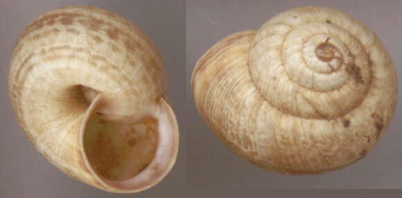 Image of Maritime gardensnail