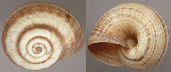 Image of Maritime gardensnail